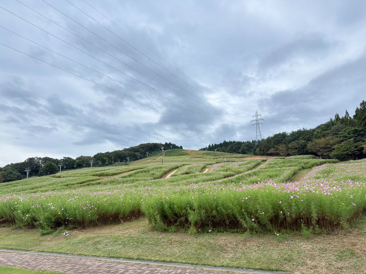 tonami_cosmos's tweet photo. おはようございます！
夢の平コスモス荘です🌈

コスモスの開花状況をお知らせします🌸

2026年10月4日(日) 9:15現在
天候:曇
気温：18.0℃
開花状況：3分咲き

生憎の曇り空ですが、雨は降ってません！
レストランも10:00～営業しています🍜お待ちしております🌸 https://t.co/XdMrIbN5Pc