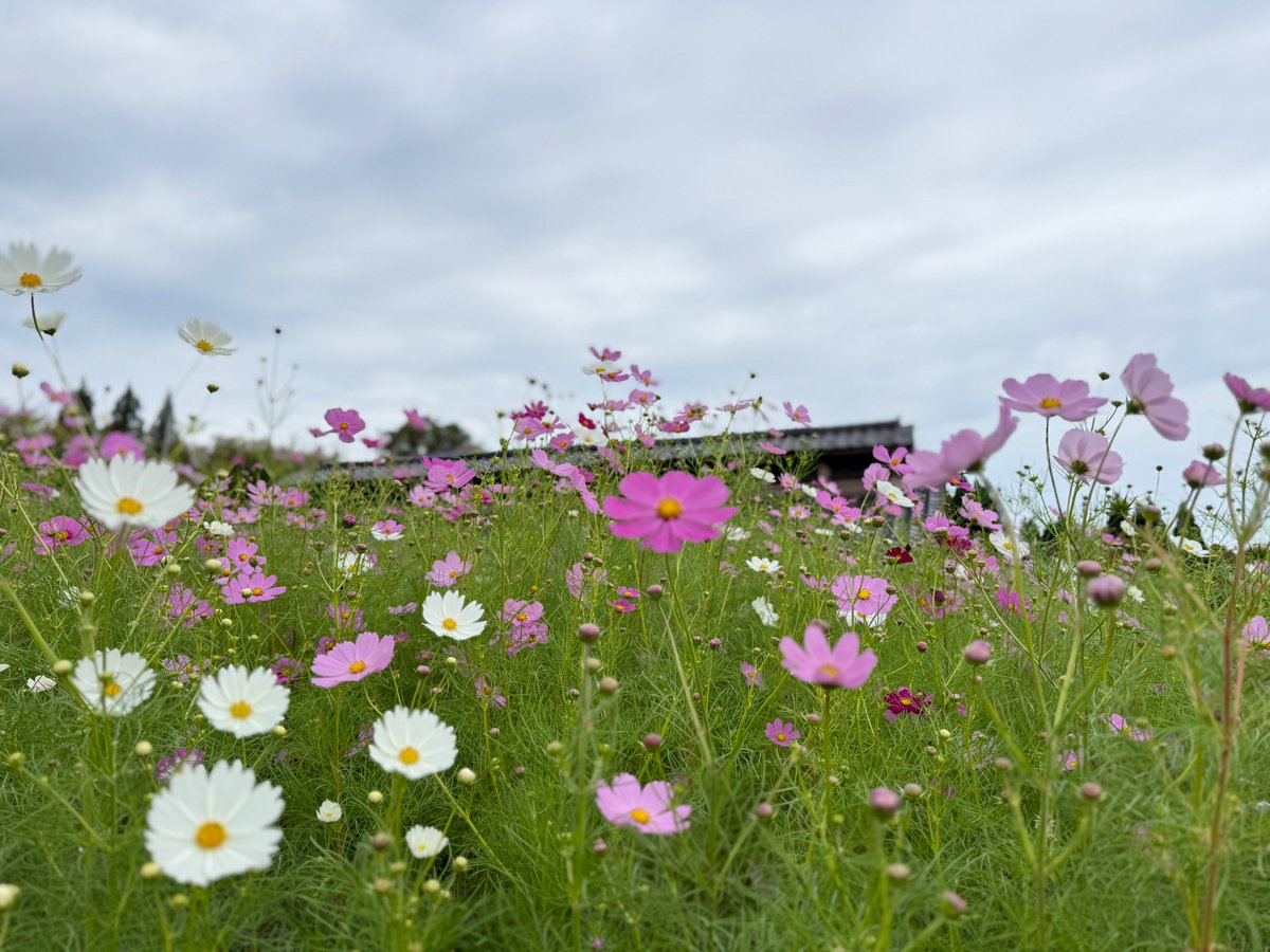 tonami_cosmos's tweet photo. おはようございます！
夢の平コスモス荘です🌈

コスモスの開花状況をお知らせします🌸

2026年10月4日(日) 9:15現在
天候:曇
気温：18.0℃
開花状況：3分咲き

生憎の曇り空ですが、雨は降ってません！
レストランも10:00～営業しています🍜お待ちしております🌸 https://t.co/XdMrIbN5Pc