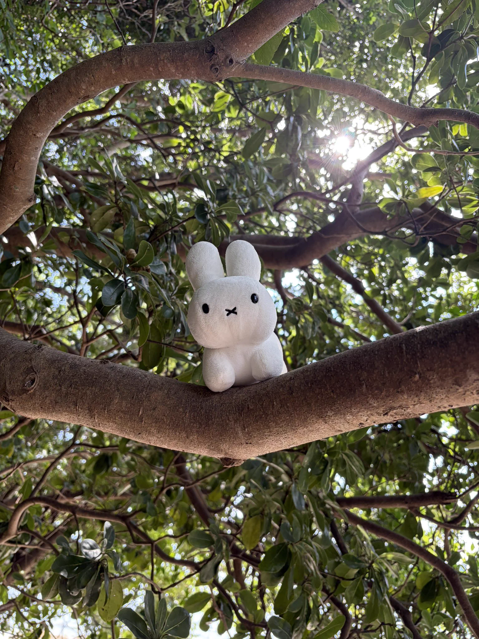 野生のうさぎ 2代目 on X: 