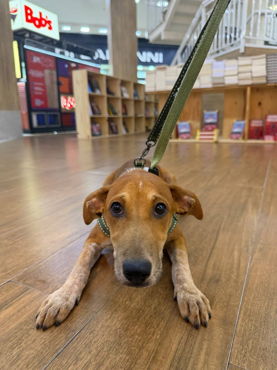 abrigojoaorosa's tweet photo. Mulan tem só 5 meses e já está esperando pelo seu final feliz.

Ela ainda tem um mundão inteiro para descobrir: correr, brincar, aprender, aprontar um pouquinho… e, principalmente, descobrir como é maravilhoso ter uma família para chamar de sua. 🥹 https://t.co/He4epWUJQq