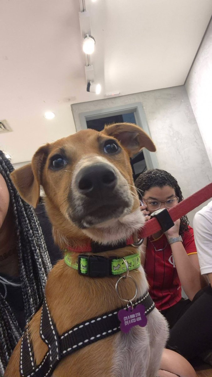 abrigojoaorosa's tweet photo. Mulan tem só 5 meses e já está esperando pelo seu final feliz.

Ela ainda tem um mundão inteiro para descobrir: correr, brincar, aprender, aprontar um pouquinho… e, principalmente, descobrir como é maravilhoso ter uma família para chamar de sua. 🥹 https://t.co/He4epWUJQq