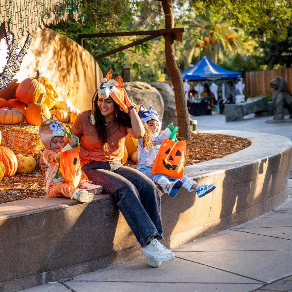 FresnoZoo's tweet photo. Looking for some family fun this Halloween season? Join us for ZooBoo! Dress up in your best costume, trick-or-treat across the Zoo &amp; more! Get tickets at https://t.co/unJY12kWl1

Thank you to our sponsors @Swinerton, United Local Credit Union, and Collins Electrical Company Inc. https://t.co/aqoXDgFOPK