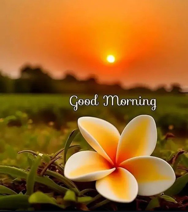 samiraa19254405's tweet photo. #goodmorning 🙏🌻 https://t.co/UOb4Axj11d