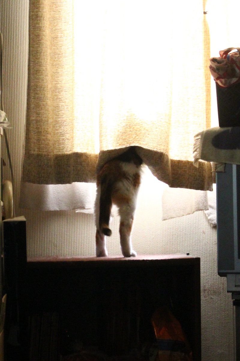 pope_popen's tweet photo. ニャルソック中🐱

#猫 #三毛猫 https://t.co/LsxNGothm6