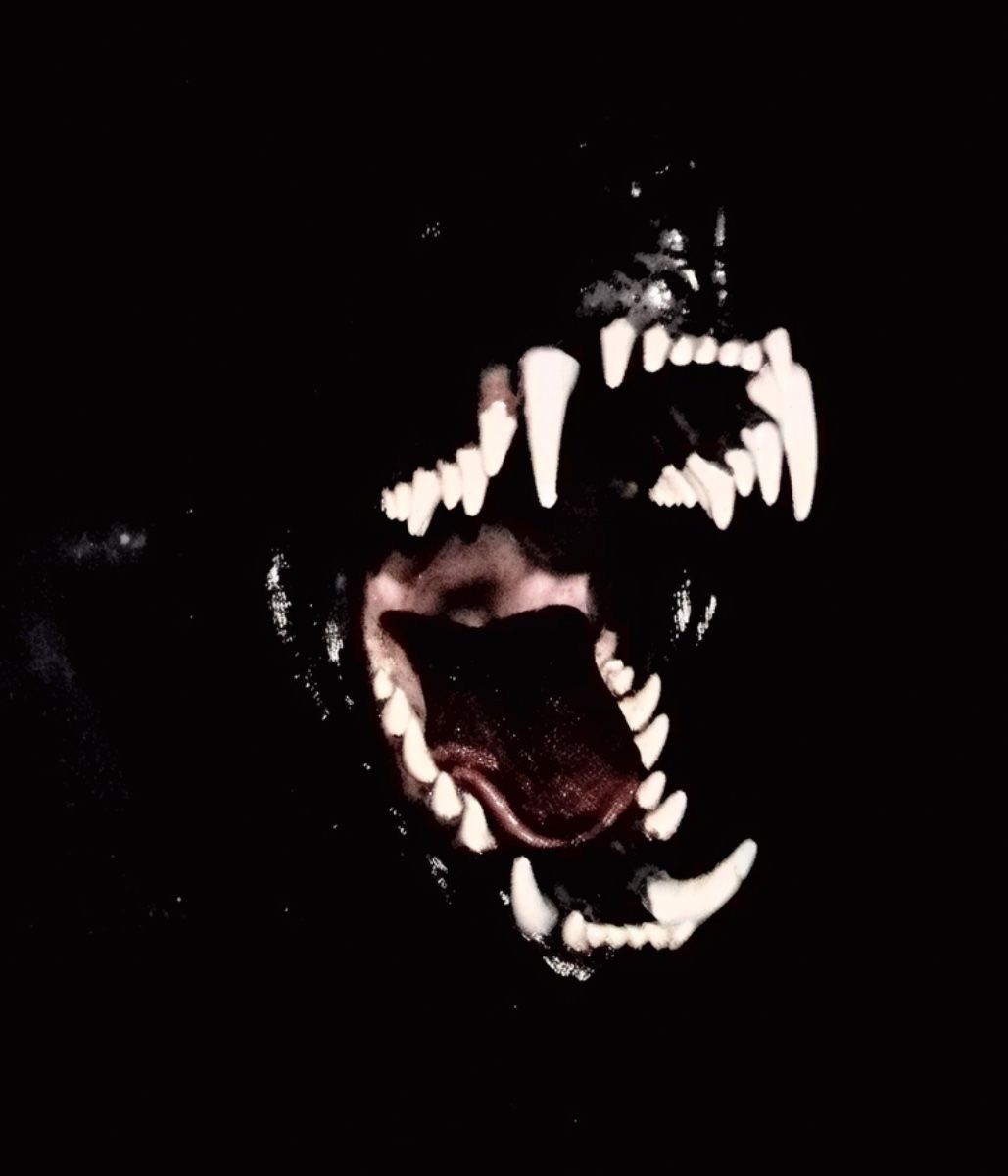 avrgestunt's tweet photo. ️ ️
   ️ ️𝑊𝐸𝑅𝐸𝑊𝑂𝐿𝐹 𝐸𝑉𝐸𝑁𝑇． 
     
a wolf; larger than natural; attacks colt seavers one night on his way home from set. little did he know the curse in which that beast had struck upon him. 

    ️— 𝑡𝑒𝑚𝑝 𝑝𝑖𝑛𝑛𝑒𝑑. / ❤️🔄

    ️ ️ https://t.co/iUanA0I99A