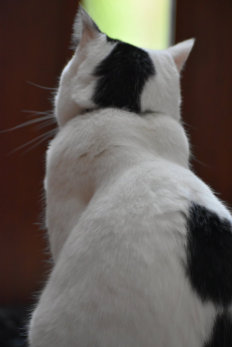takosofu2020's tweet photo. #白黒猫
#猫のいるくらし
美人の背中 https://t.co/QNTqL6fZYr