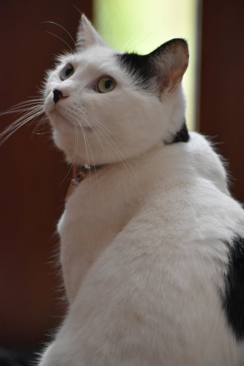 takosofu2020's tweet photo. #白黒猫
#猫のいるくらし
美人の背中 https://t.co/QNTqL6fZYr
