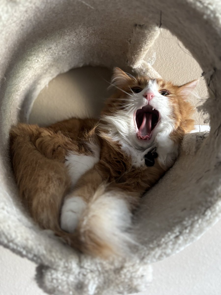 Im_Cyber_IRL's tweet photo. I can’t be sad because then he’ll be extra evil and yell at me!!! https://t.co/fXwNYB6op6