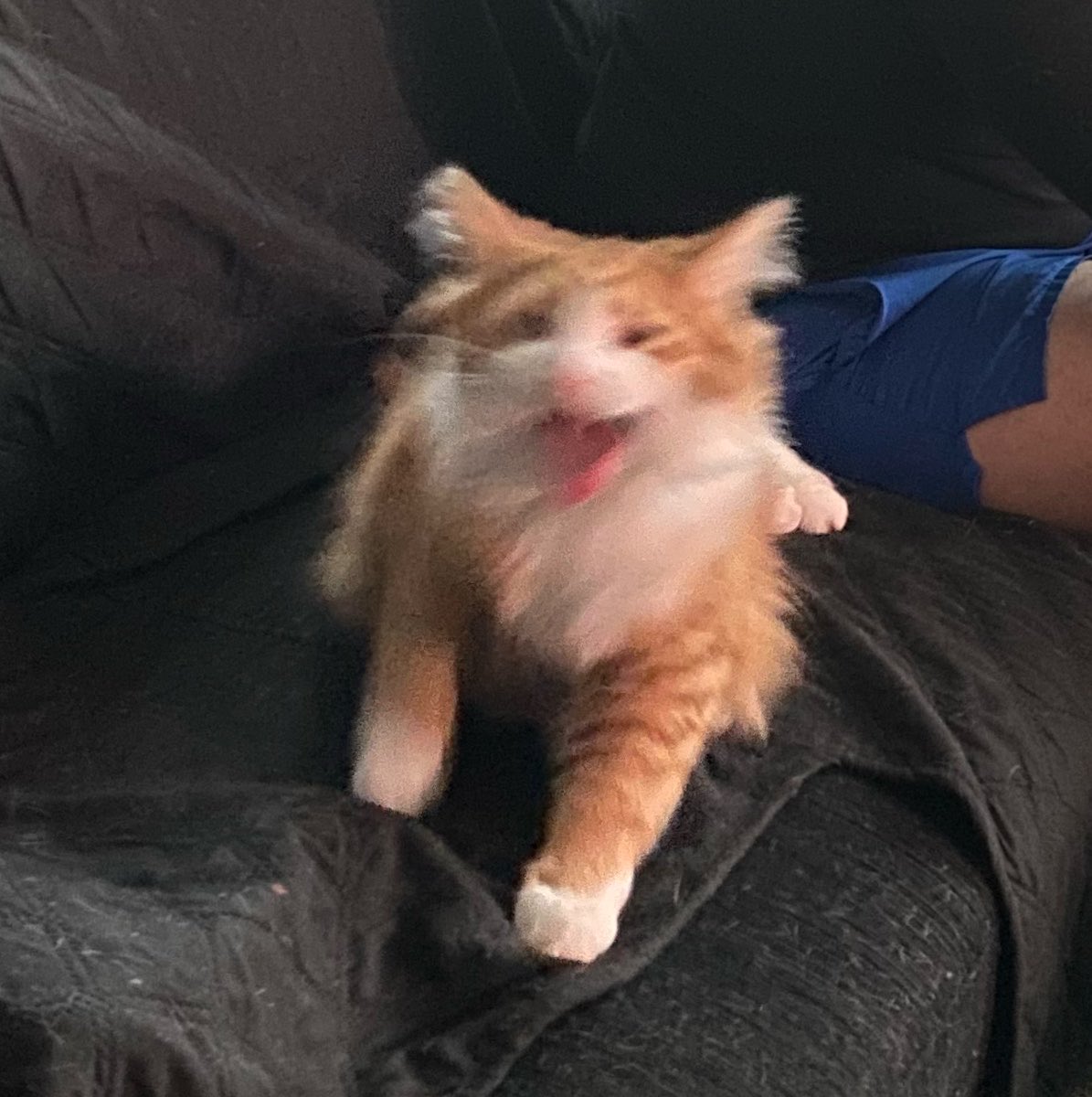 Im_Cyber_IRL's tweet photo. I can’t be sad because then he’ll be extra evil and yell at me!!! https://t.co/fXwNYB6op6