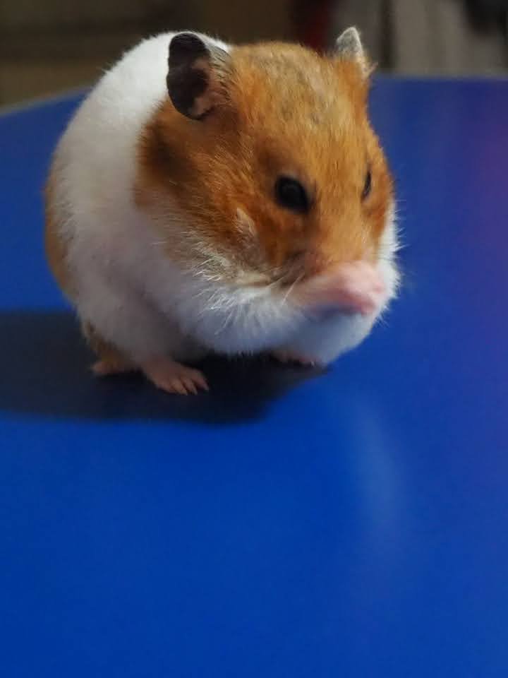 usuki4488's tweet photo. １０月４日は世界動物の日、イワシの日、天使の日、都市景観の日などの記念日がある日です。
世界動物の日ということで、以前飼っていたゴールデンハムスターの写真です。
この子は飼育ゲージを出て、半日位家の中で行方不明になったこともあるイタズラっ子でした🐹 https://t.co/WN2WOOPdsq