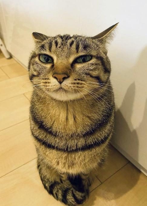 fess10nopember's tweet photo. Rek aku baru ngadopsi kucing, tolong saran namanya apa https://t.co/6SACLyA6Ww