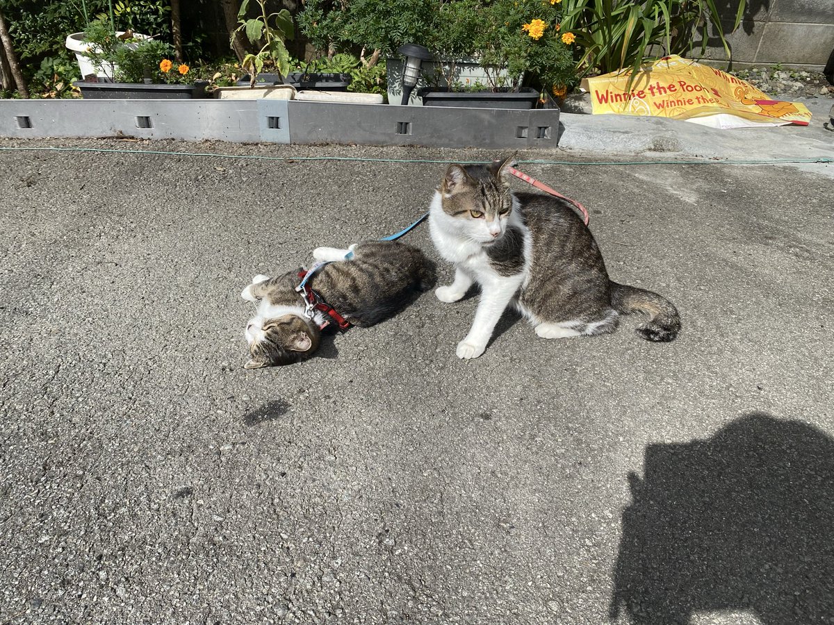 KZ3g5's tweet photo. おはようございます。

週末、久しぶりに太陽☀️
日向ぼっこ中。

#猫のいる暮らし https://t.co/g30TcbhYN1