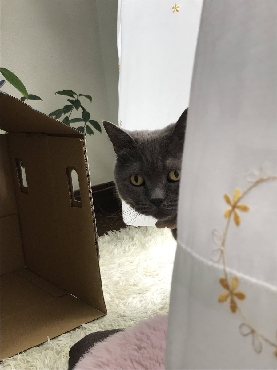 healer_youko's tweet photo. 小さな虫さん入ってきたニャ😺 https://t.co/OEl7vMue6V