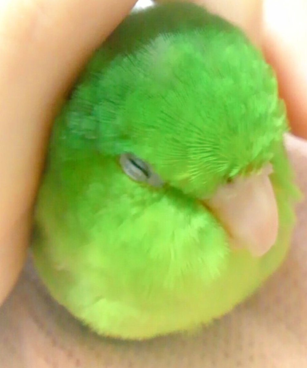 cherrycheese36's tweet photo. ほんとマメみたいに甘えん坊になっちゃったなー https://t.co/R1L9d0k6rI