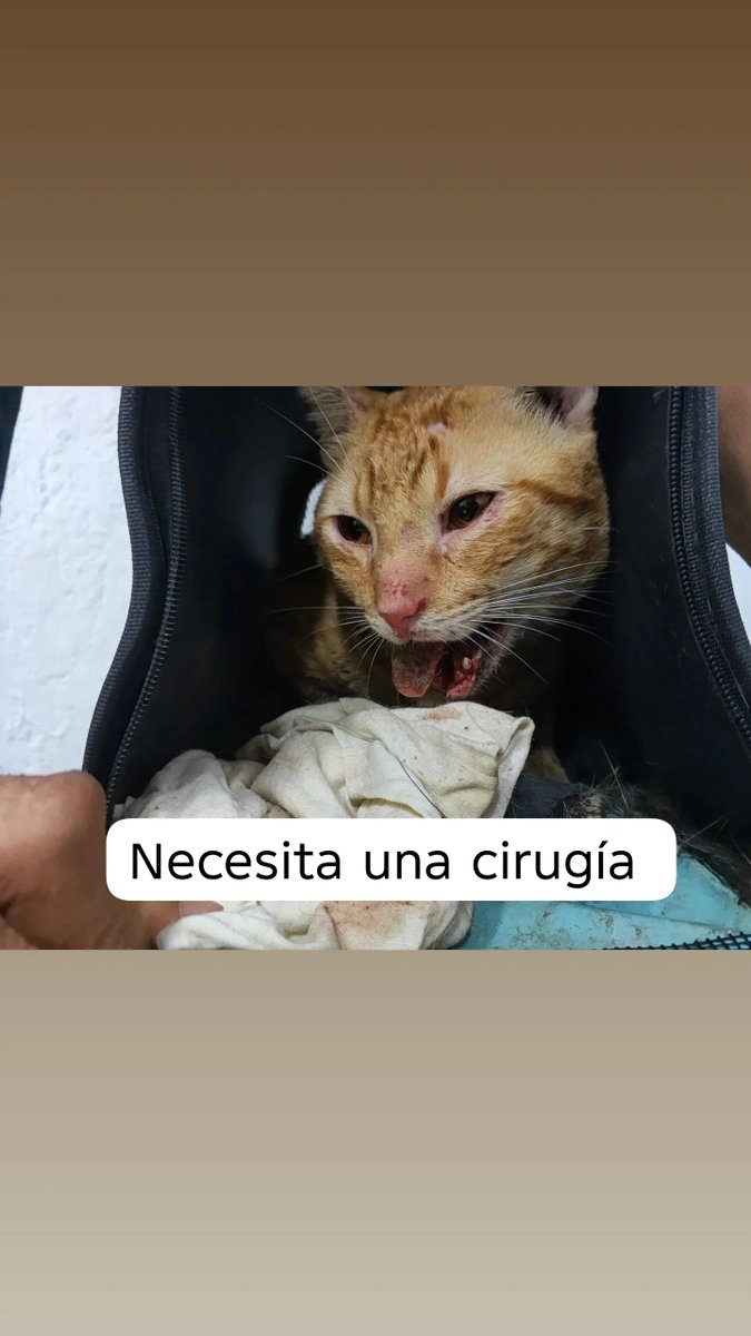 fundacion_gaba's tweet photo. ‼️‼️ El gato de don Carlos ‼️‼️

Ya tenemos las placas y nos confirma que si tiene fractura de mandíbula 😥😥 nos cuenta don Carlos que el gatito se le perdió y volvió así 😪😪 es un adulto mayor que ama a su gatito y que nos necesita 😔😔 por obvias razones no puede costear la https://t.co/xG2QF4etQE