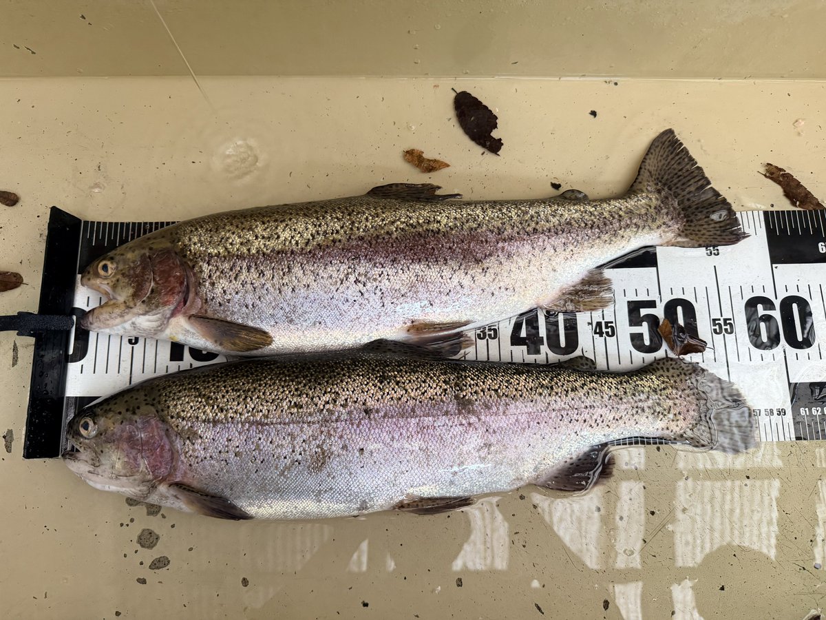 sarahnightplay's tweet photo. 昨日の小菅TGで頑張ってくれたルアー達
甲斐サーモンはウッサ、団子魚、フォルテ21、シャース02、バベコンで食わせましたが最終的には3匹キャッチで着地🫰
合計15釣行くらいで今のところ100%赤身確保できてるのでとりあえずはよし😊 https://t.co/9EYWRAOQ4j