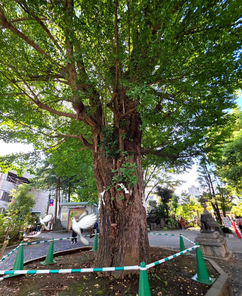 ika_ringo_spla's tweet photo. 整理券が配られているとき、前に並んでいたカップルの男性が「自分は付き添いなので……」と渡された整理券を断っていたのが印象的でした

その1枚で幸運をつかんだかたがきっといますよね✨
#ヒグチユウコ #鳩森八幡神社 https://t.co/UP82ZSnX8N