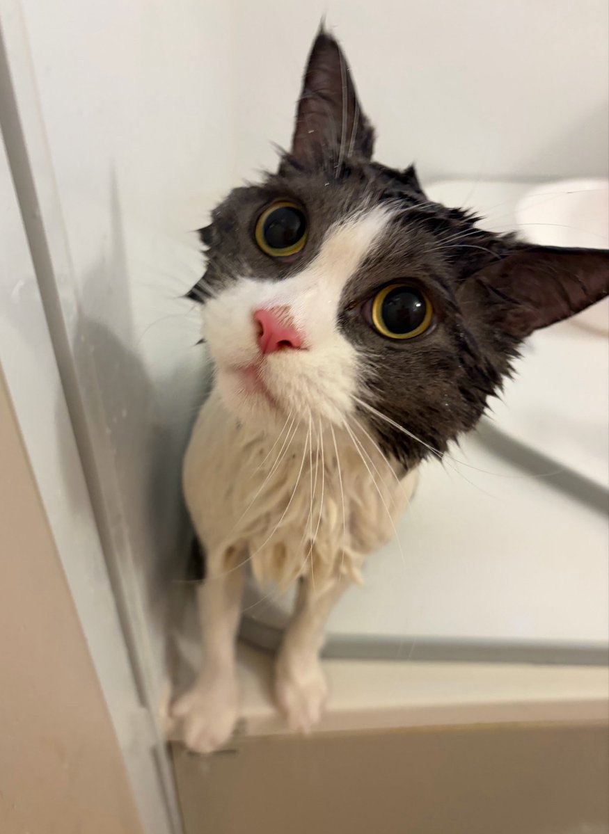 mofu_kote's tweet photo. お風呂入ったよ🛁  
ﾁｮｯﾄﾁｶﾞｳﾈｺｻﾝﾐﾀｲ https://t.co/MFCfkMTl8T