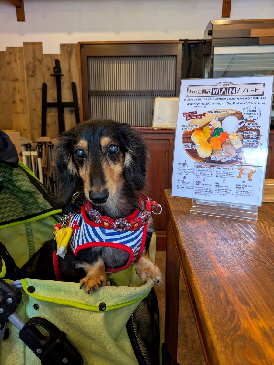 chapi_koro02's tweet photo. 芦ノ湖畔のカフェでランチ
こちらのお店は🐶も店内で一緒に食べることができてありがたい
LEGOで作ったわんちゃんがたくさん飾ってあった
かわいいぃぃ
カレープレート
唐揚げもカレーもめちゃ美味しかった🥰
#Karatto https://t.co/UlDdD7NtCY