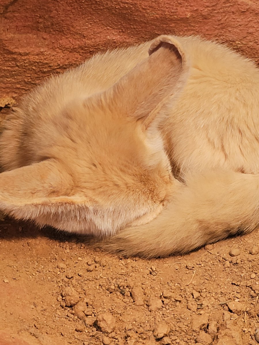 Akaps0515's tweet photo. 動物たちめっちゃかわいいですね😍 https://t.co/FMKdzbYo6O
