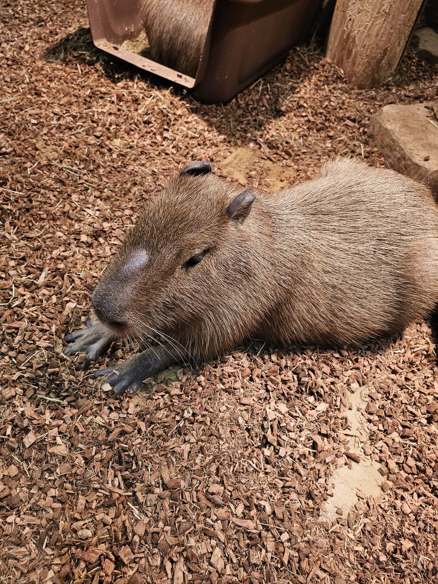 Akaps0515's tweet photo. 動物たちめっちゃかわいいですね😍 https://t.co/FMKdzbYo6O
