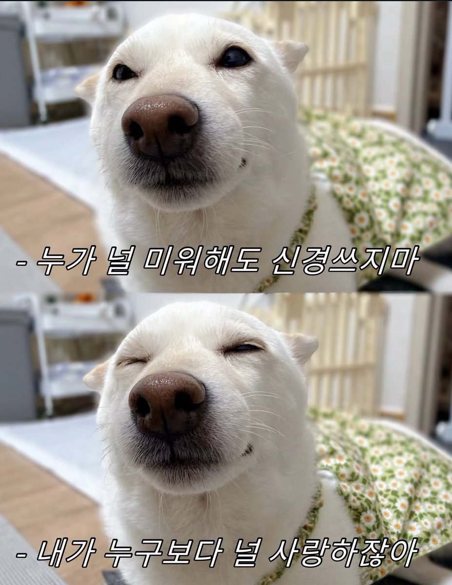 Kimcsytng's tweet photo. 사랑해요.

#로망트 #대디 #리틀 #맘눌뎀 #펫 https://t.co/f0b1kMTXLp