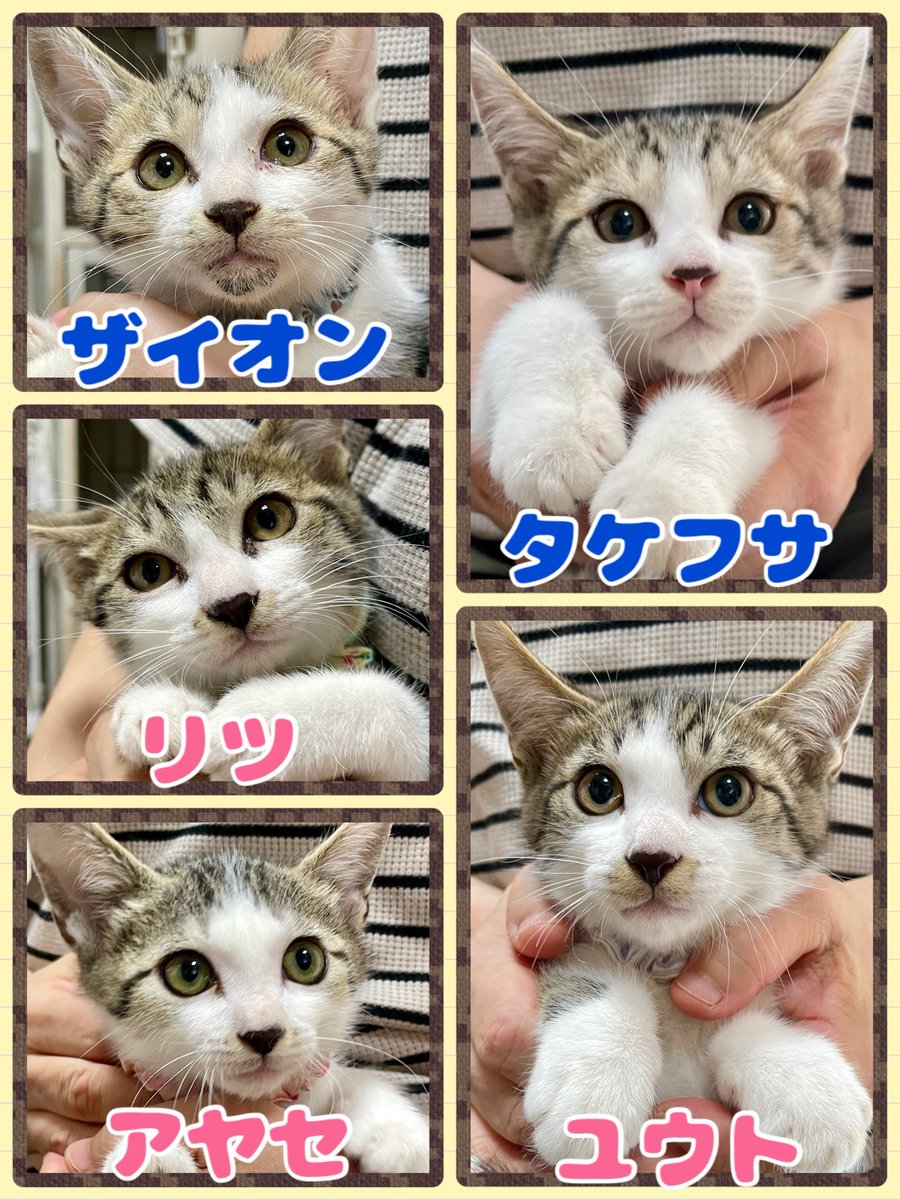 MNC_staff's tweet photo. 毎月第2、第4 日曜日は譲渡会です。
次回は10/11(日)！
写真以外にも可愛い子がたくさんいます☺️
注意事項をご確認の上、ぜひお越しください！
https://t.co/g4TE78GHdn
#mnc_cat #譲渡会 #保護猫 #里親募集中 https://t.co/PeY7a26a2z