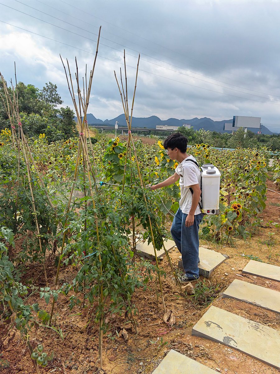 CopperSpriraws's tweet photo. [Today’s pest control treatment! Aphids are gone, Chen’s method works perfectly on the crop, early harvest expected. #Agriculture #PestControl] https://t.co/U9Oafi6qNk