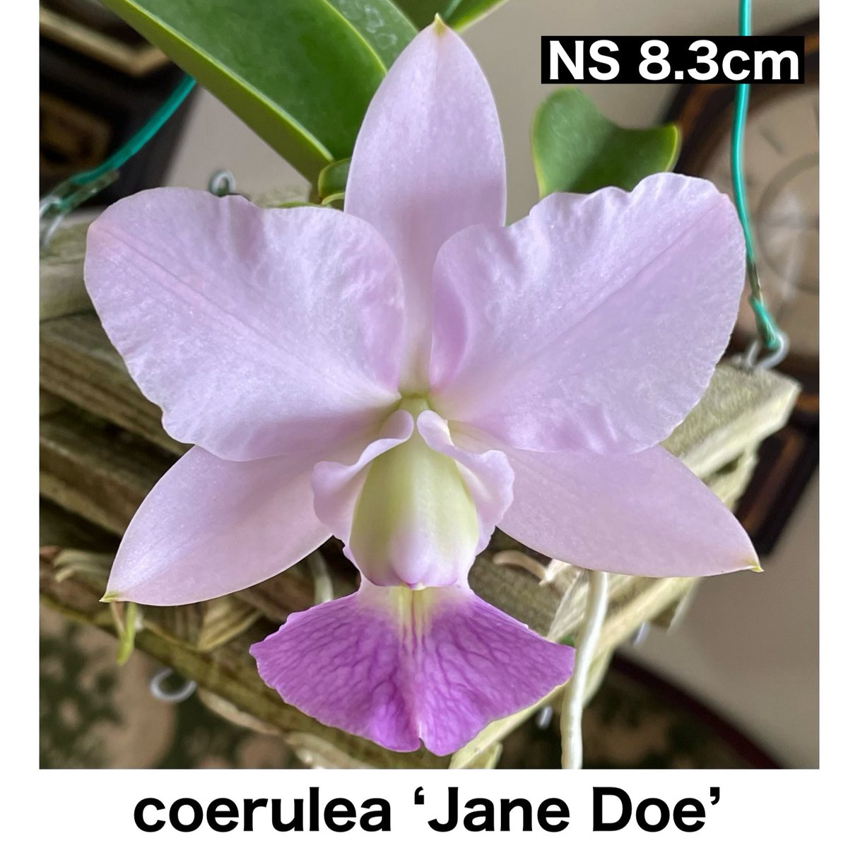 SatoxBenton's tweet photo. C.walkeriana coerulea ‘Jane Doe’
初花です
ラベルにはST-57?とだけ記載
いわゆるラベル落ちの株
株の雰囲気からST-57?としていたのだろう
初花を迎えJane Doeと名付けた
Jane Doeとは身元不明の女性の仮称のこと
tipo ‘Jane Doe’と株姿花形が酷似する https://t.co/u92LxWlZcT