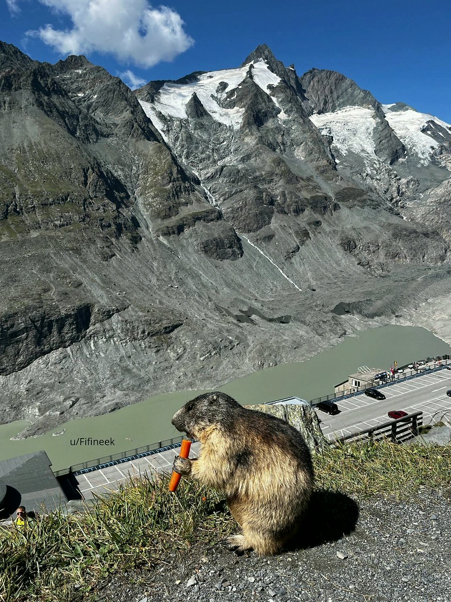 KimberlyNe0h's tweet photo. [OC] Managed to snap a marmot eating a carrot with Grossglockner in the background while in Austria
#BallIsLife #$SHILL https://t.co/PI8DrsB5ju