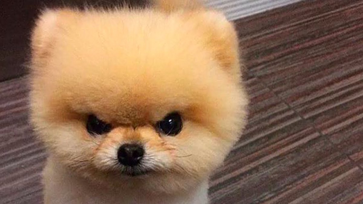 cathyareborn's tweet photo. I can’t take Fox’s angry face seriously at all its too cute looking to me https://t.co/UNV7aIhuPc