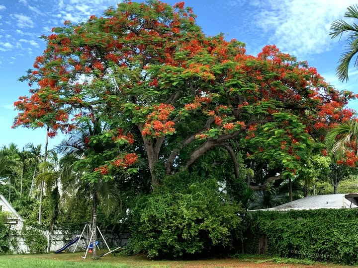 mnagu50's tweet photo. Key West has great trees  
this Royal Poinciana 
gives shade to these swings. https://t.co/CwehnYa6an