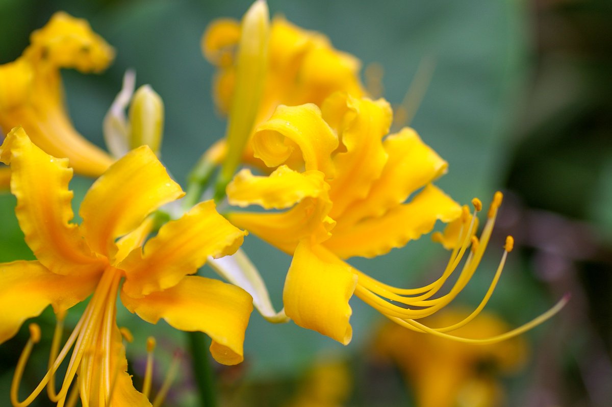 Roux_RT's tweet photo. 2026/10/04スナップ
#PENTAX *ist DL2
SIGMA MACRO 50mmF2.8 EX DG
610万画素 #CCD
20年前の #オールドカメラ https://t.co/Sc9pVbZTPa