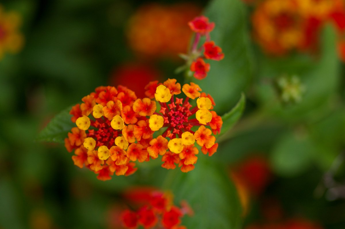 Roux_RT's tweet photo. 2026/10/04スナップ
#PENTAX *ist DL2
SIGMA MACRO 50mmF2.8 EX DG
610万画素 #CCD
20年前の #オールドカメラ https://t.co/Sc9pVbZTPa