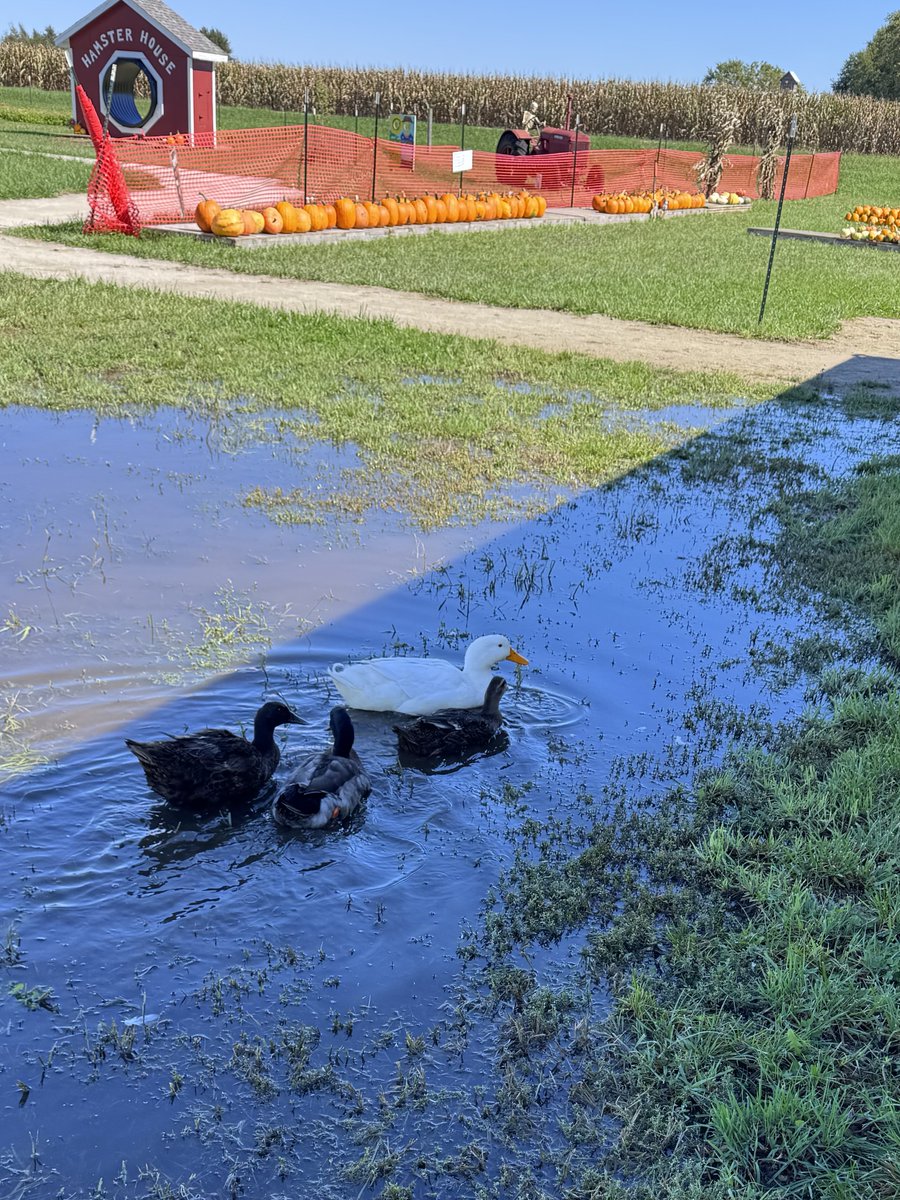 kanefamilyfarms's tweet photo. Looks like all that rain came with one BIG perk… the ducks got their very own swimming pool! 😂🦆💦 While the rest of us are ready for things to dry out, these guys are living their best lives! ☀️🎃
#KaneFamilyFarms #FarmLife #HappyDucks #RainyDays #FallAtTheFarm #PumpkinPatch https://t.co/tC0TDl7KM8