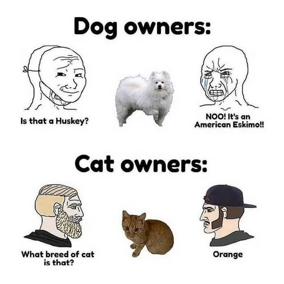 PunchingCat's tweet photo. https://t.co/bXP8S7wla4