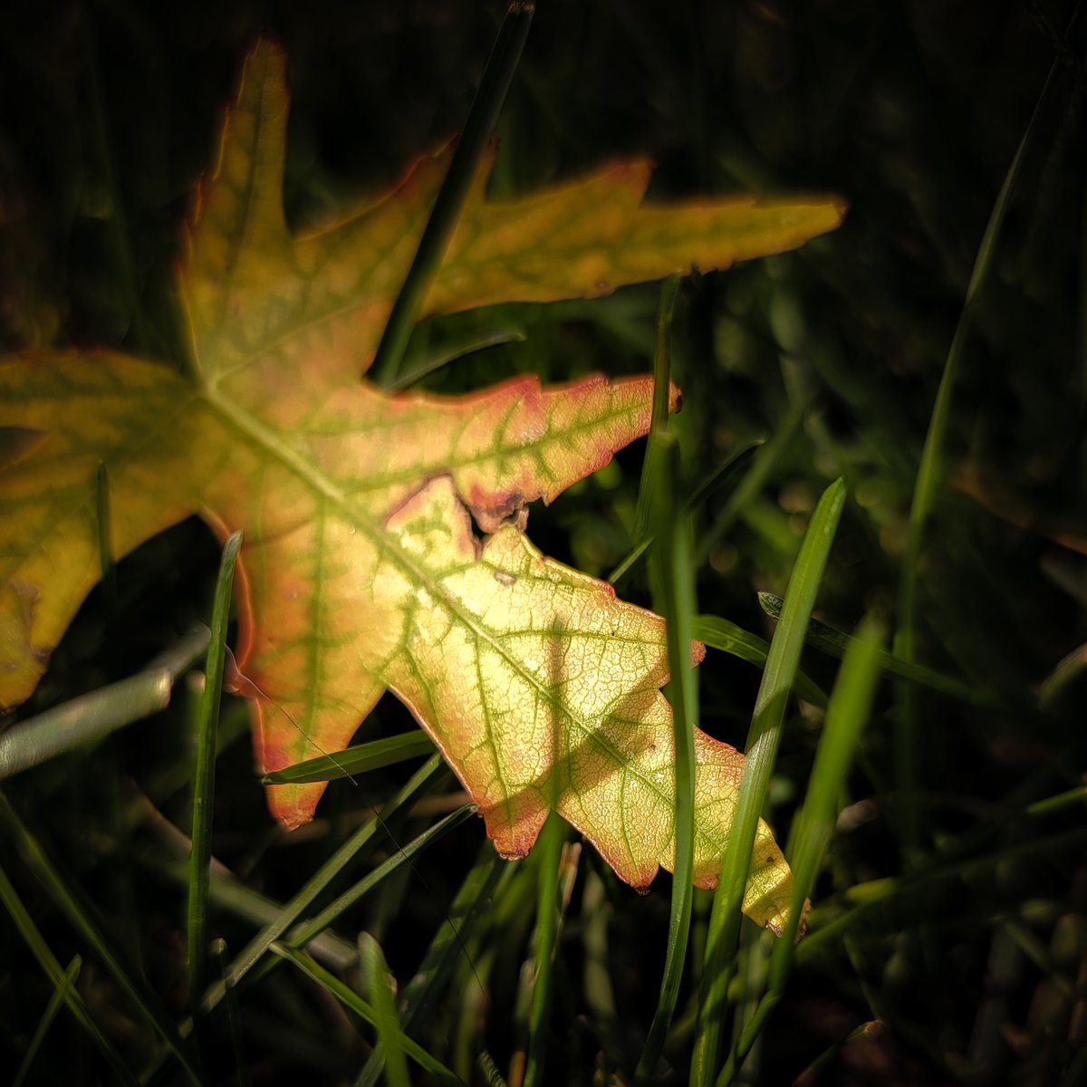 VIV_boho's tweet photo. today's walk
#fallcolors #autumnbeauty #fallbeauty
#SamsungGalaxy S21 Ultra https://t.co/gAh56RbIgp