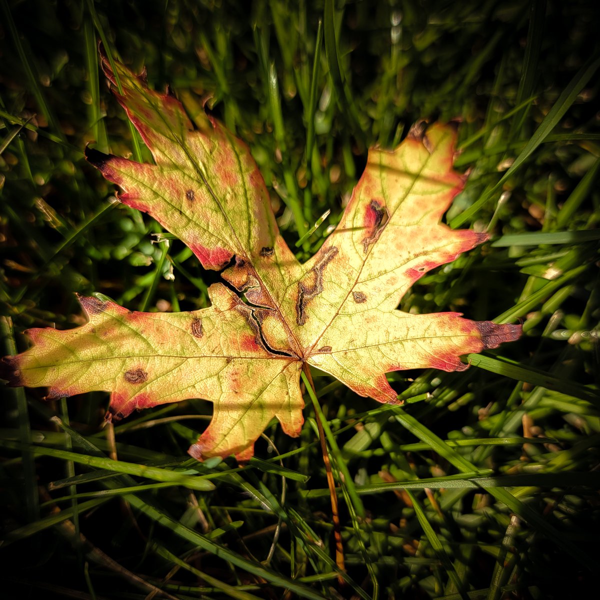 VIV_boho's tweet photo. today's walk
#fallcolors #autumnbeauty #fallbeauty
#SamsungGalaxy S21 Ultra https://t.co/gAh56RbIgp