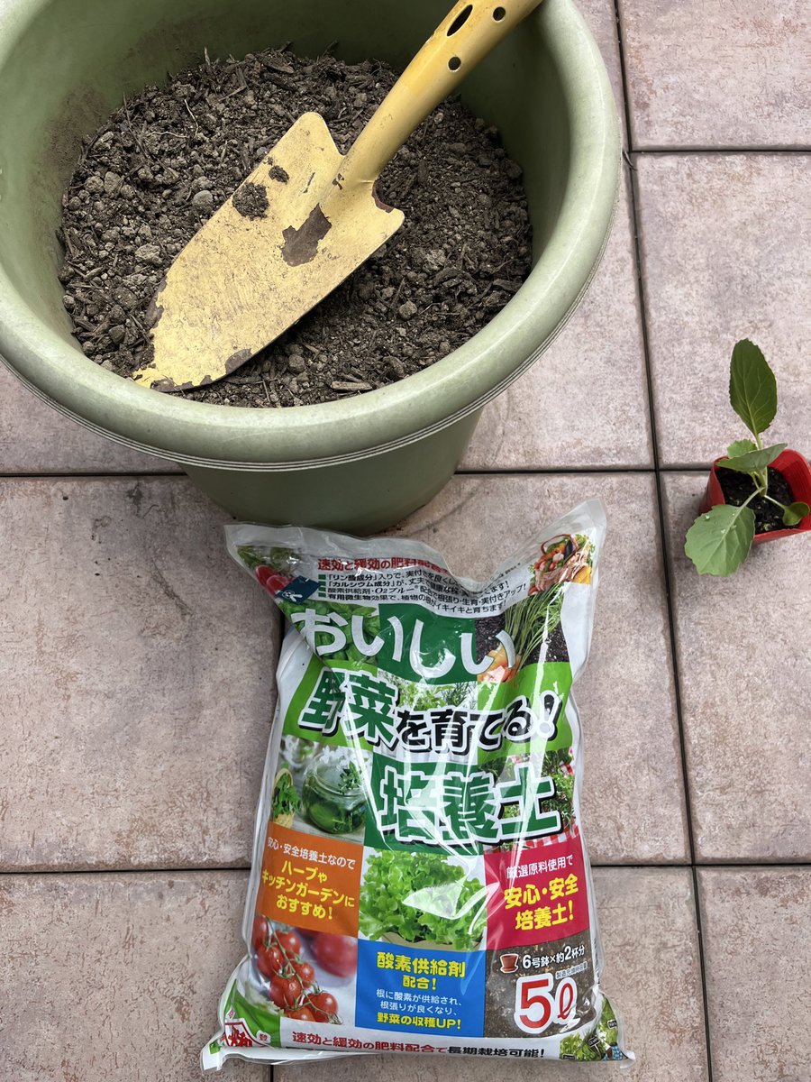 antique_66's tweet photo. 植木鉢でできるのか？
新たなる挑戦が始まる

＃キャベツ
＃彩音という名がなんか可愛い
＃すでに葉っぱが折れてもーた https://t.co/EzS0TWpFtz