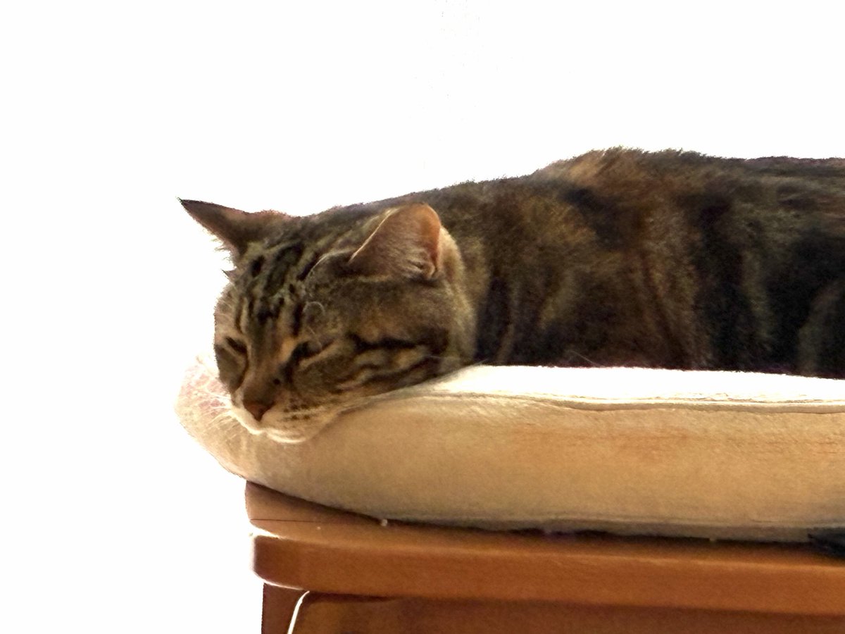0240775's tweet photo. メル😸😽爆睡中‼️ https://t.co/UHSiBKuKWt