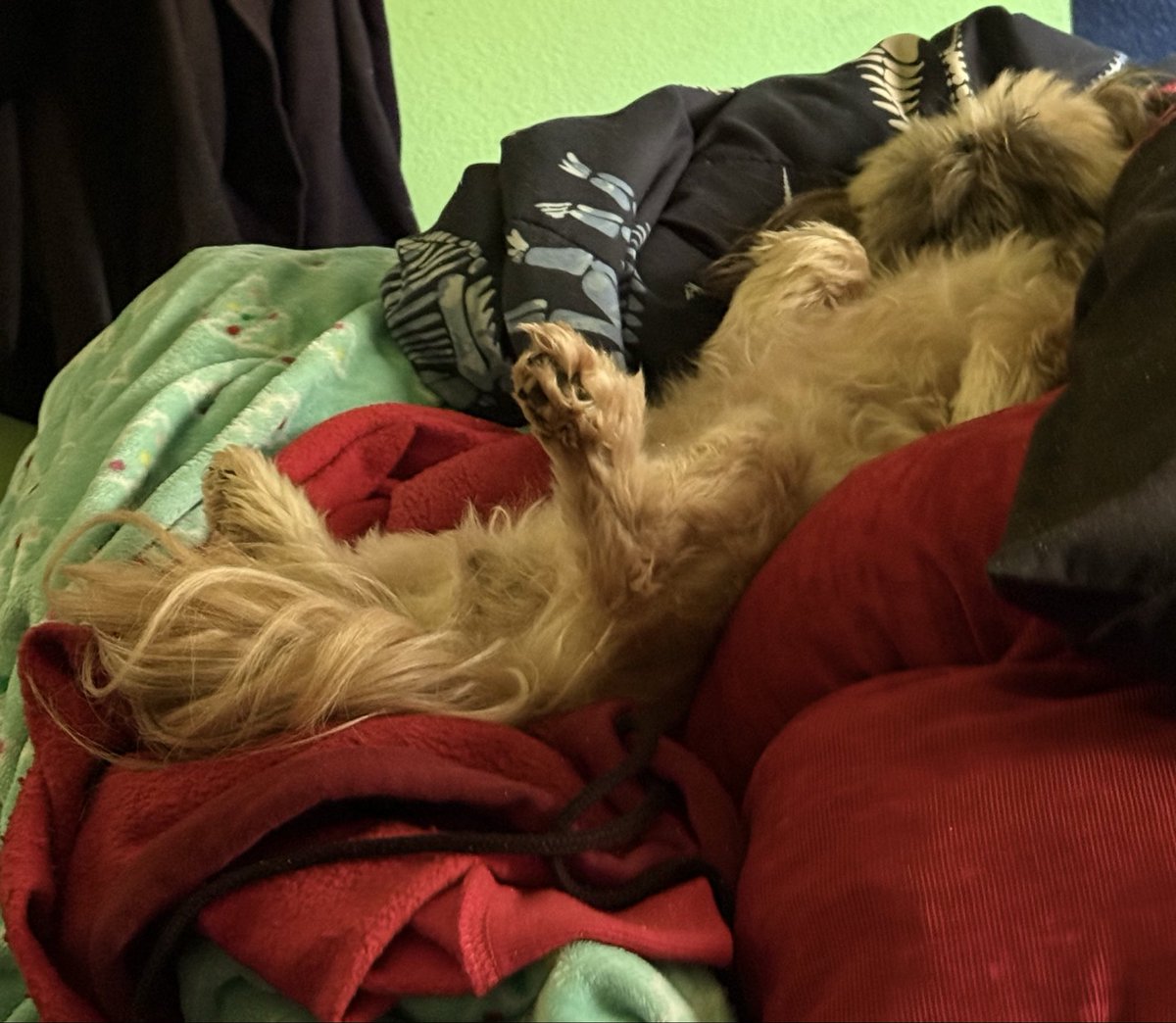 caninosaurr's tweet photo. https://t.co/Ub6FTtD52h