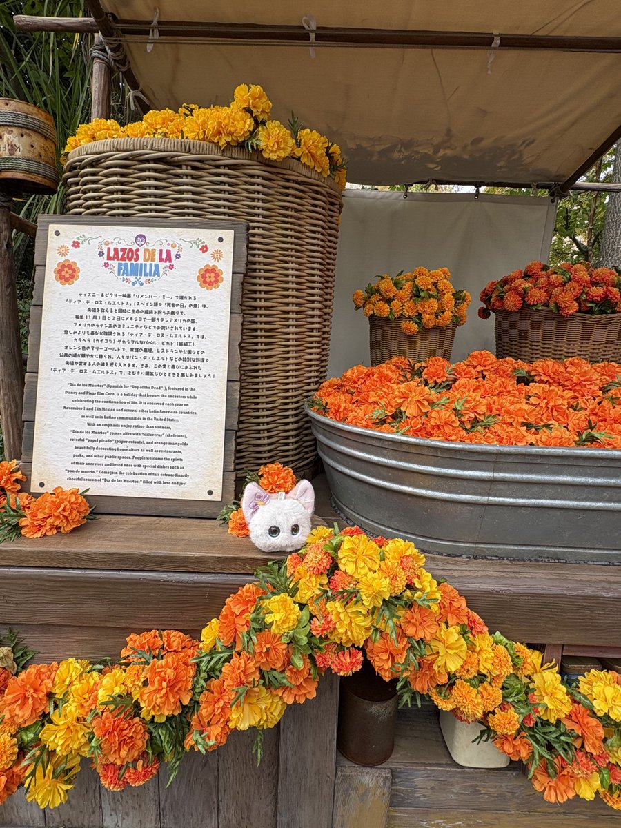 pomichi_f's tweet photo. ☠️🏵️🍂

 #fuzozo
 #フゾゾ https://t.co/3arUwJkmvQ