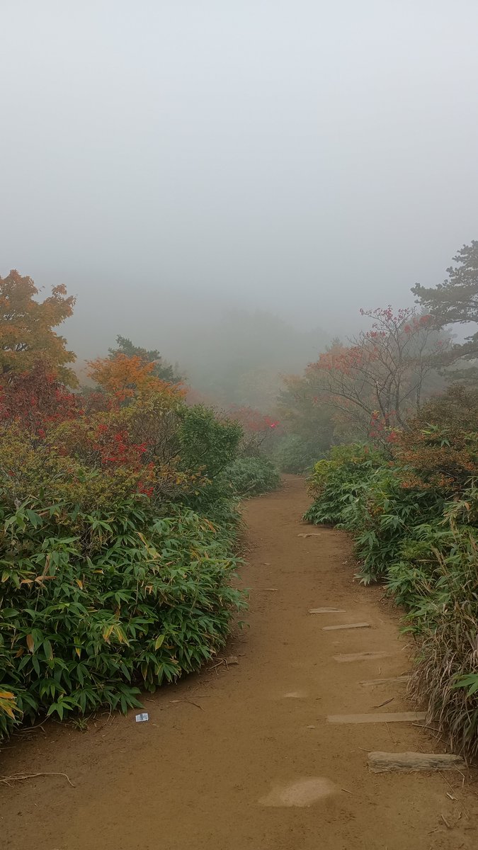 torusend's tweet photo. 今日は安達太良山ピストン。

本当は鉄山寄って旧くろがね小屋経由で下山する、周回ルートを計画してたんだけど、オドロキの白、ってくらい濃い霧で、沼ノ平まで下っても回復の見込みもなかったから、思い切って下山しました。

ま、こういう日も山歩きの醍醐味さ。 https://t.co/regFRFOeCg