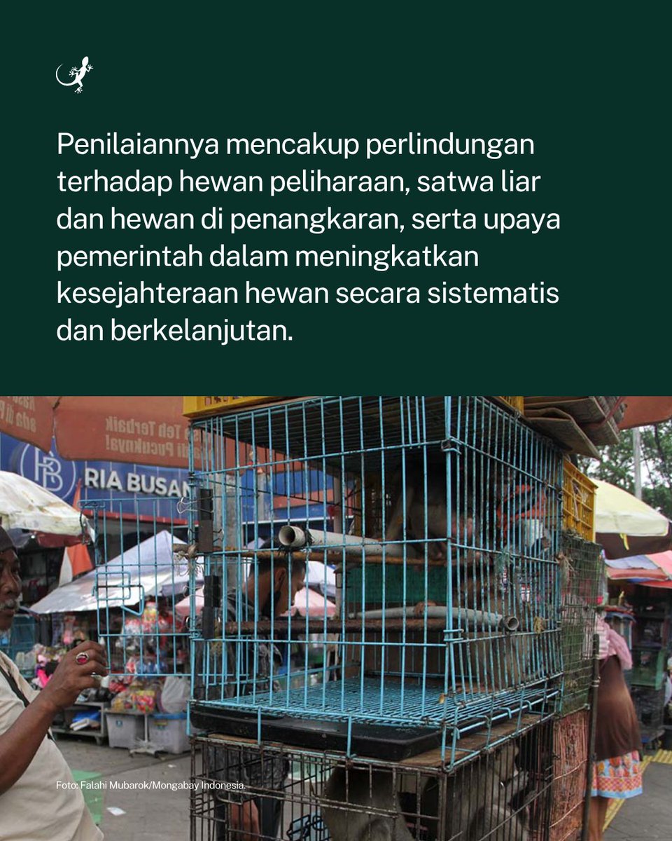MongabayID's tweet photo. Indonesia menempati kategori E dalam Animal Protection Index (API) yang disusun World Animal Protection. Indeks ini menilai komitmen negara terhadap kesejahteraan hewan melalui kebijakan dan regulasi, dengan skala A sebagai kategori tertinggi hingga G sebagai yang terendah. https://t.co/TQtrAZBoRW