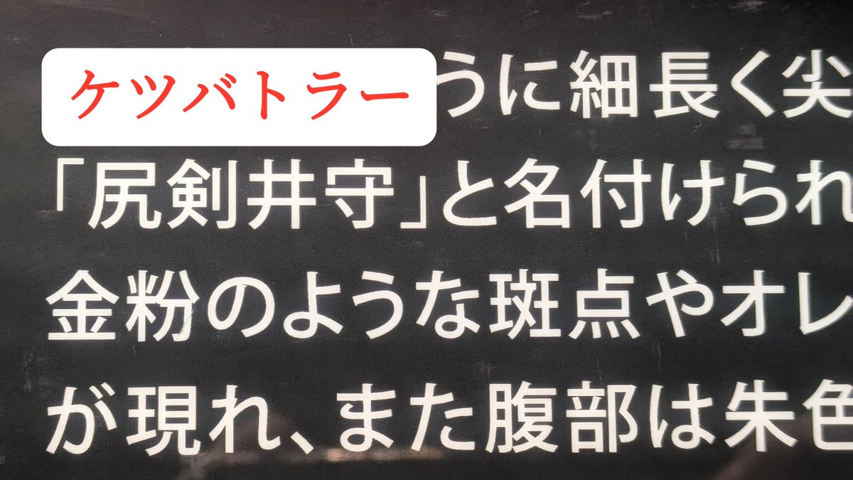 moaitaroudesu's tweet photo. フレンドと水族館なう https://t.co/KpygFbvQkX