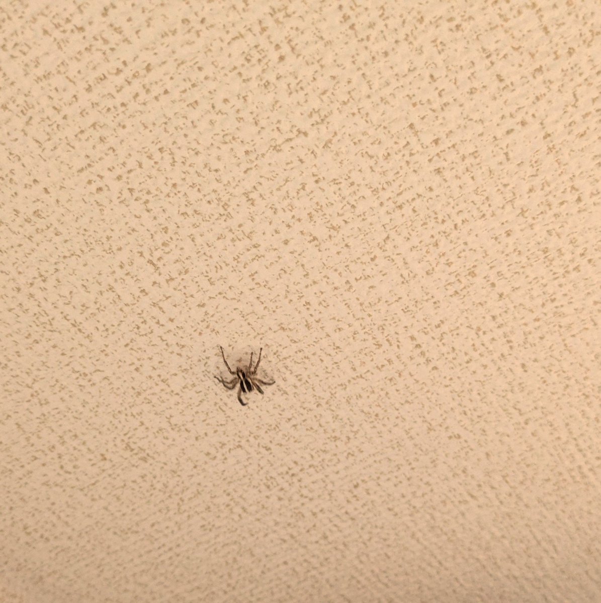 omg_hetr's tweet photo. 家の中でチャスジハエトリ2匹見つけて嬉しい！！ https://t.co/5Kw1NnKdak