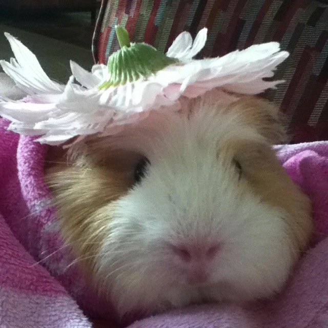 dailyguineapig's tweet photo. Until that day comes, I choose to live with gratitude and perseverance https://t.co/fgzzBUuZ0Q