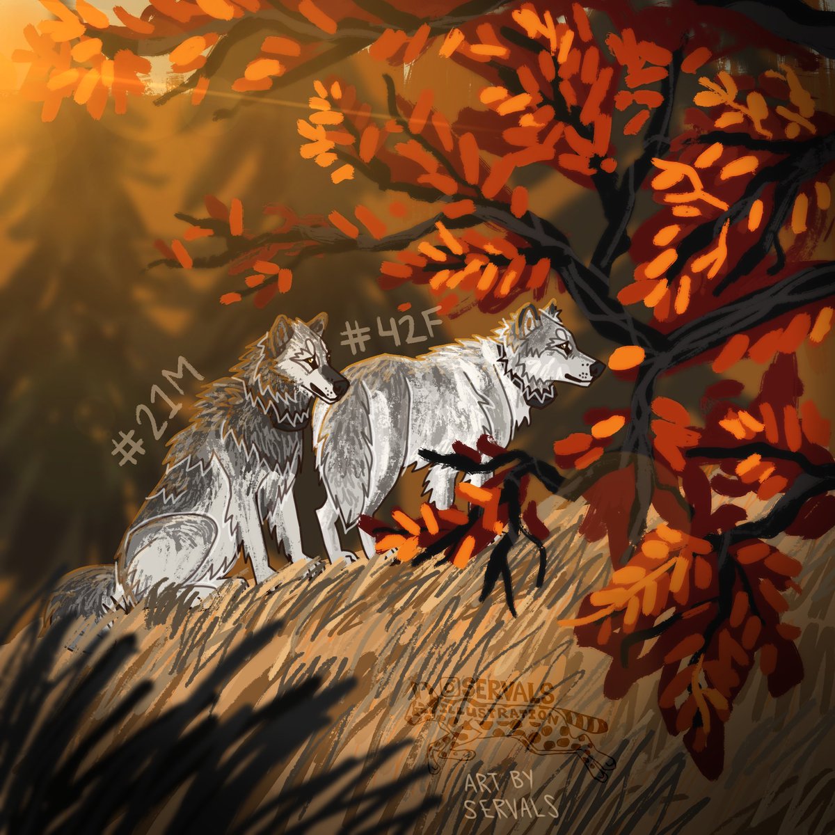 servalss's tweet photo. Wolf 21M and 42F of Yellowstone 🐺 https://t.co/9PV8RjrMQ0