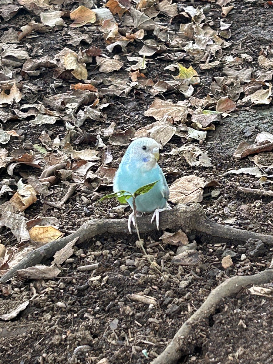 8Evzamh2ms0hspS's tweet photo. 埼玉県朝霞市の城山公園に青いセキセイインコがいました。お探しの方に届け❗️✨✨
#埼玉県
#朝霞市
#セキセイインコ https://t.co/EDO4ksybeK