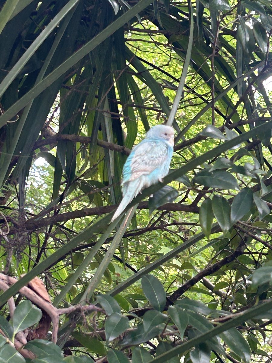 8Evzamh2ms0hspS's tweet photo. 埼玉県朝霞市の城山公園に青いセキセイインコがいました。お探しの方に届け❗️✨✨
#埼玉県
#朝霞市
#セキセイインコ https://t.co/EDO4ksybeK